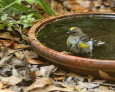 Image of Myrtle Warbler