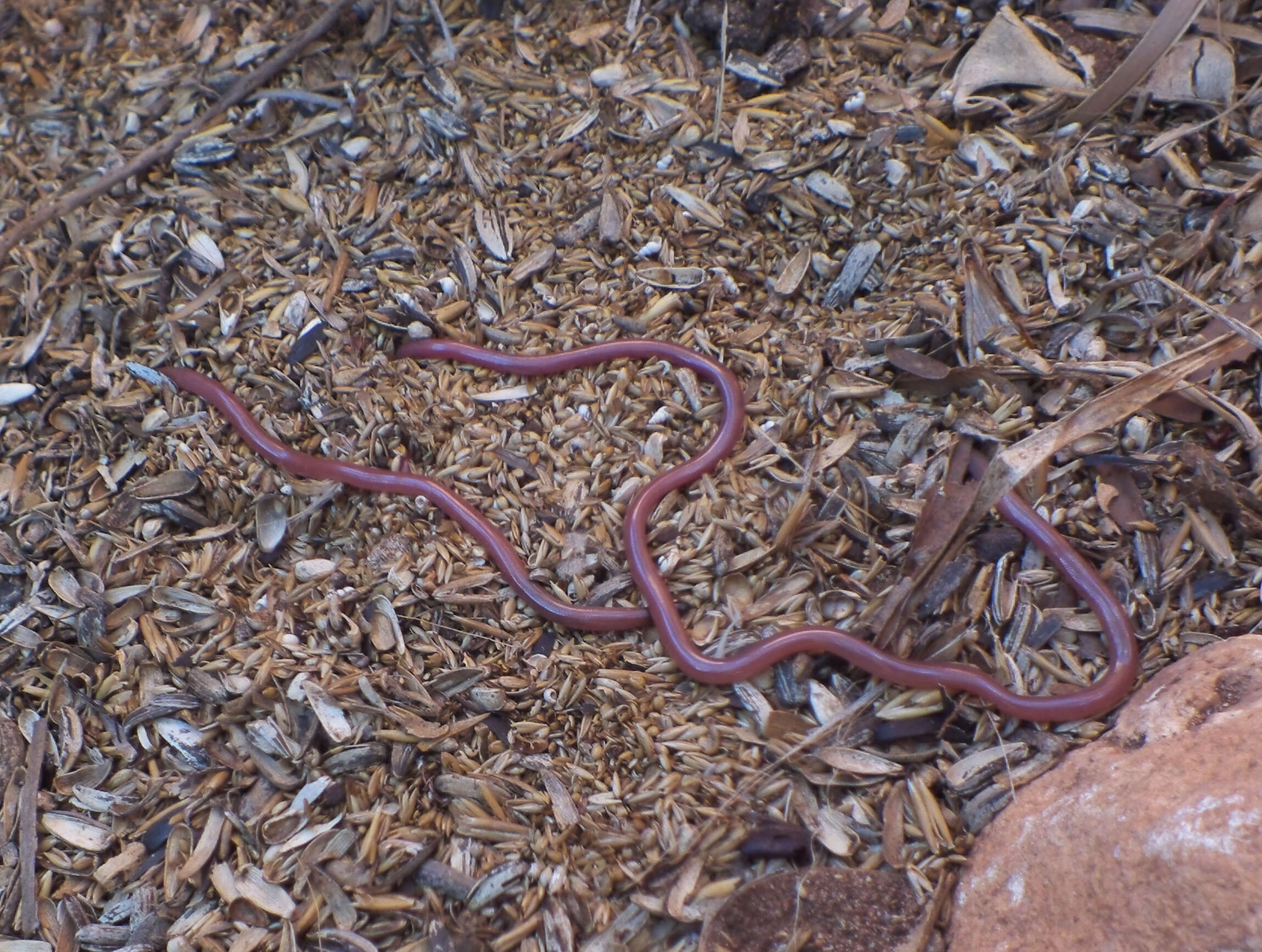 Image of long-beaked Blind Snake