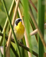 Image of Common Yellowthroat