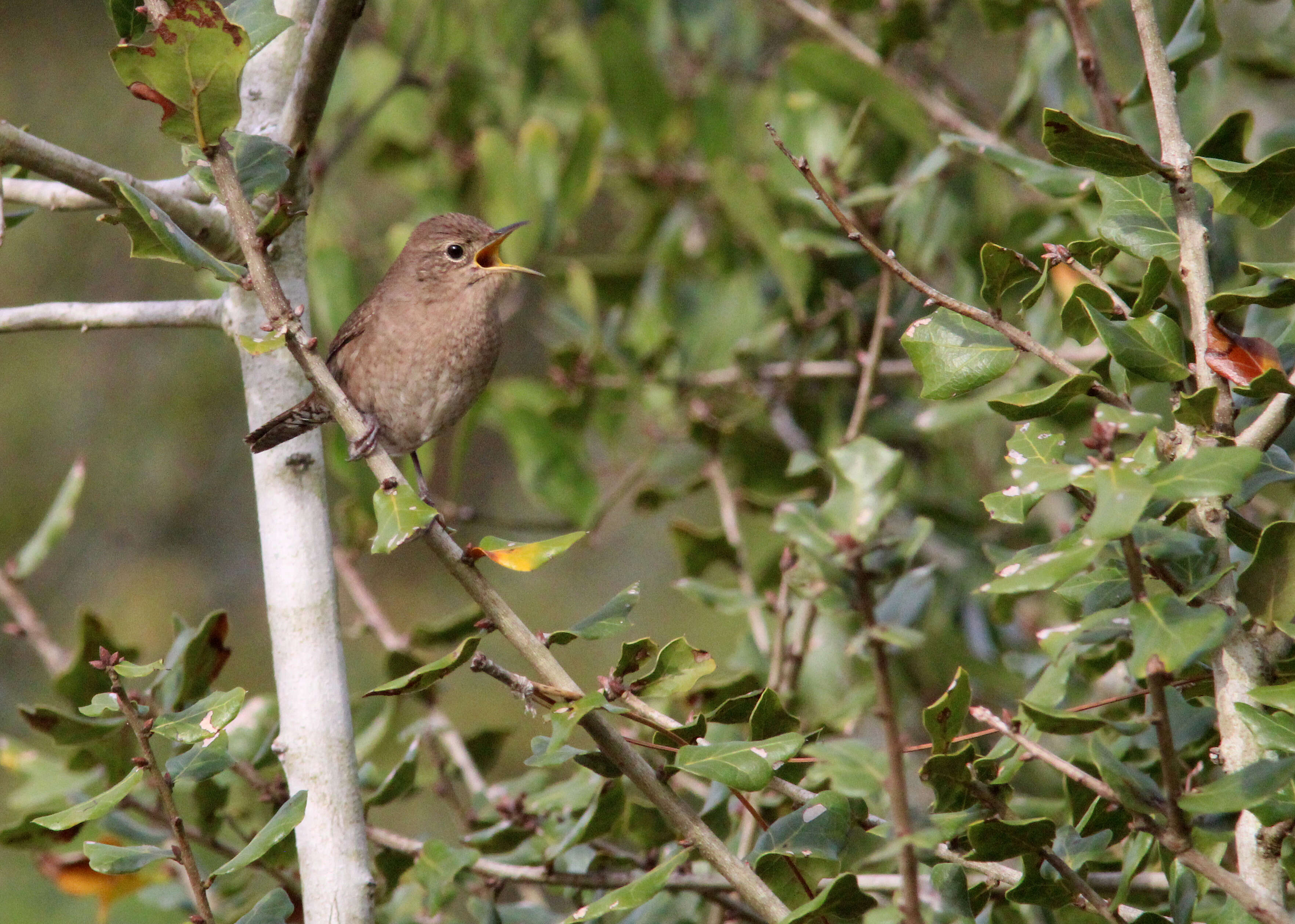 Image of House Wren