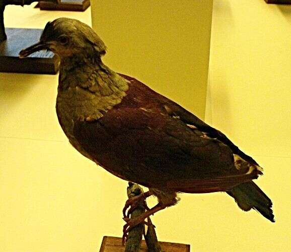 Image of Crested Quail-Dove