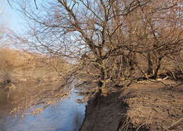 Image of Eurasian elm