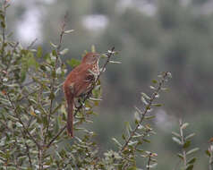 Image of Brown Thrasher