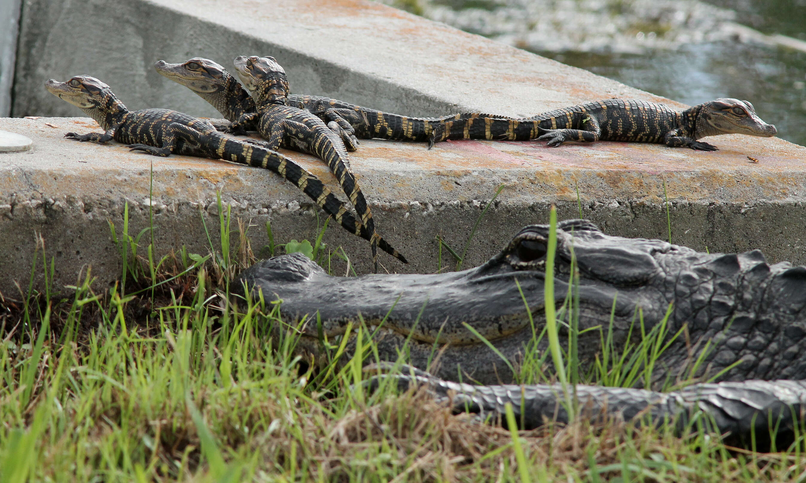 Image of American alligator