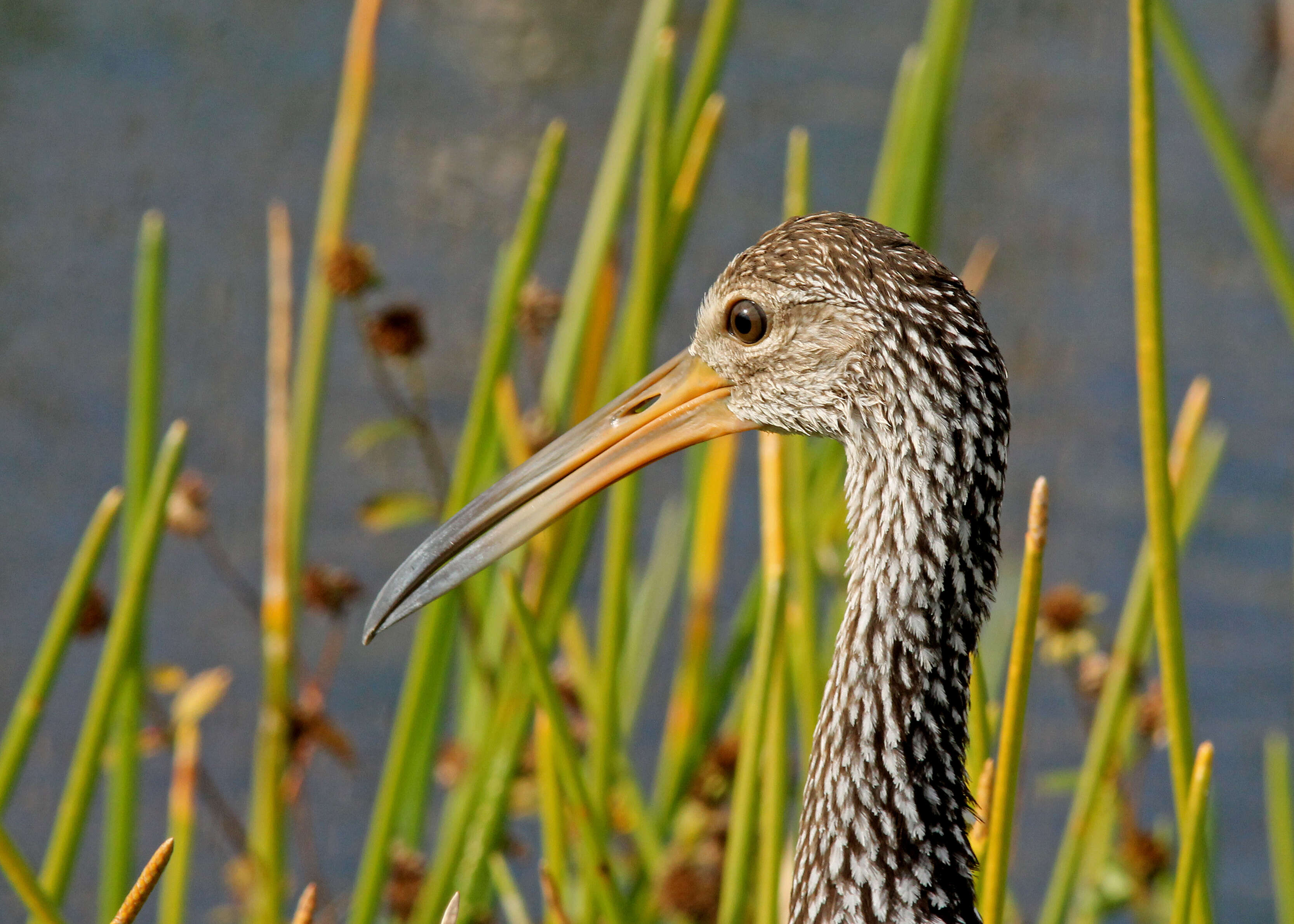 Image of limpkins