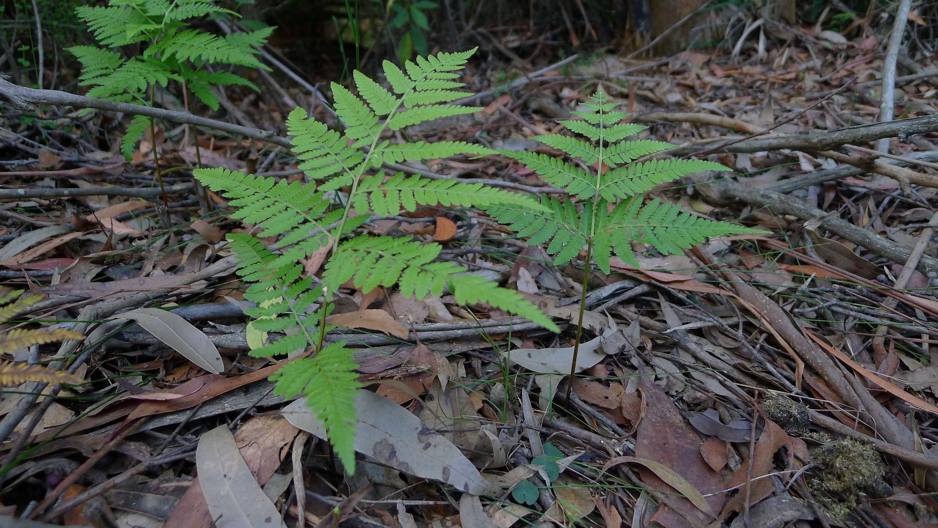 Image of Common Ground Fern