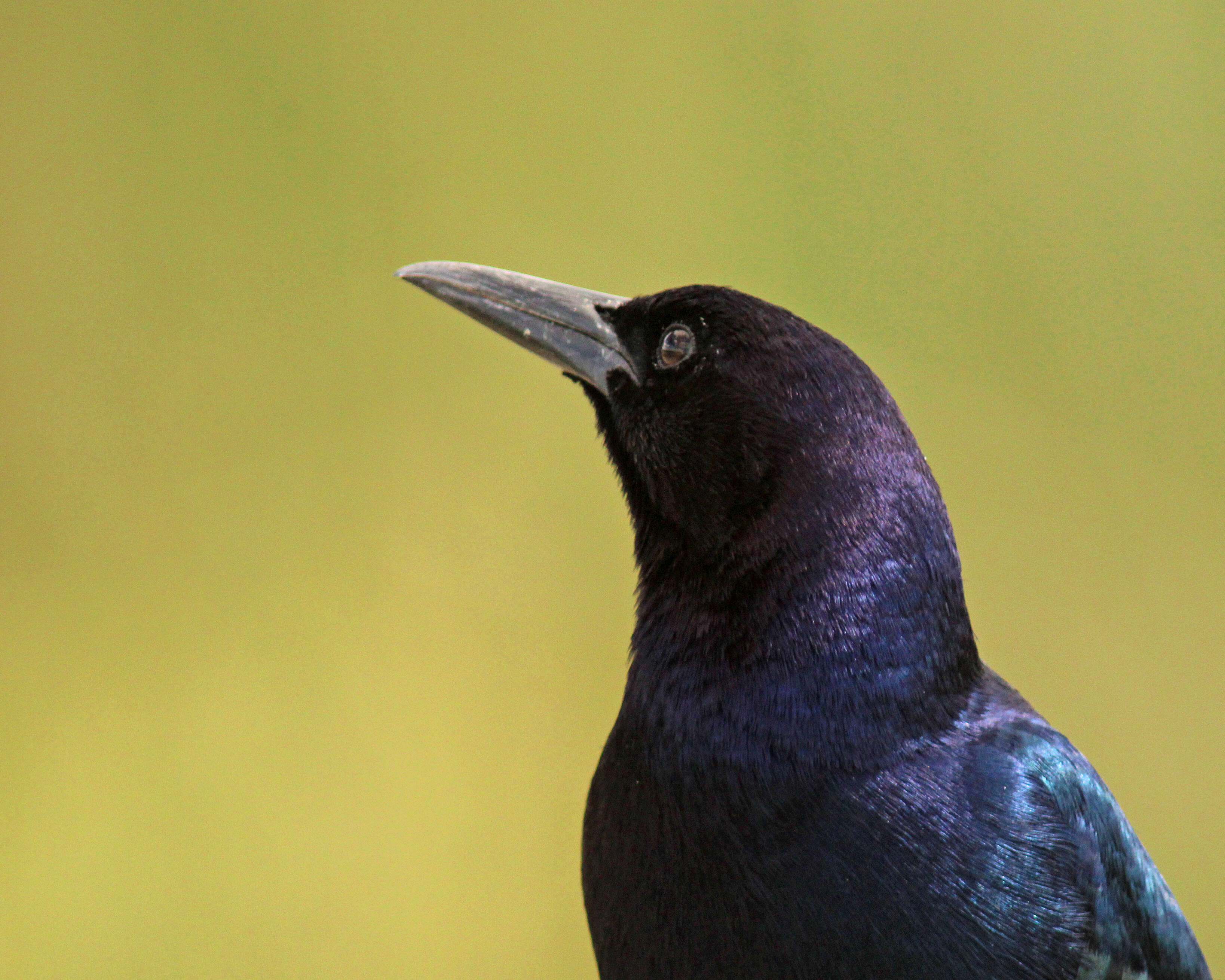 Image of Boat-tailed Grackle