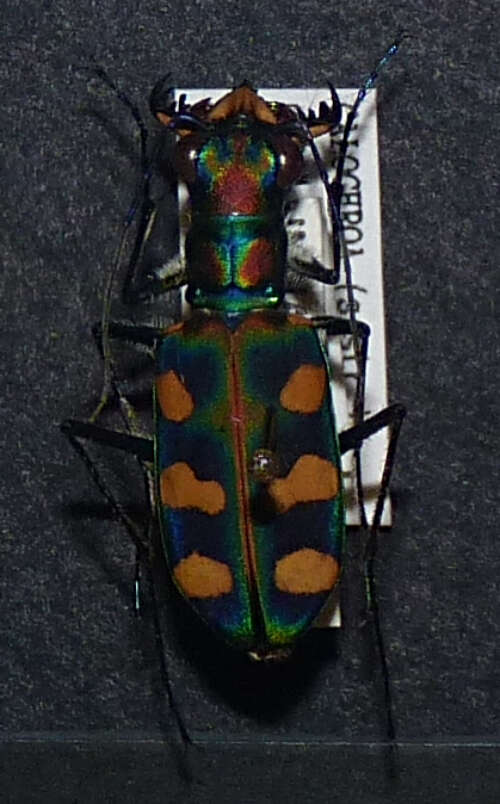 Image of Cicindela (Calochroa) octonotata Wiedemann 1819