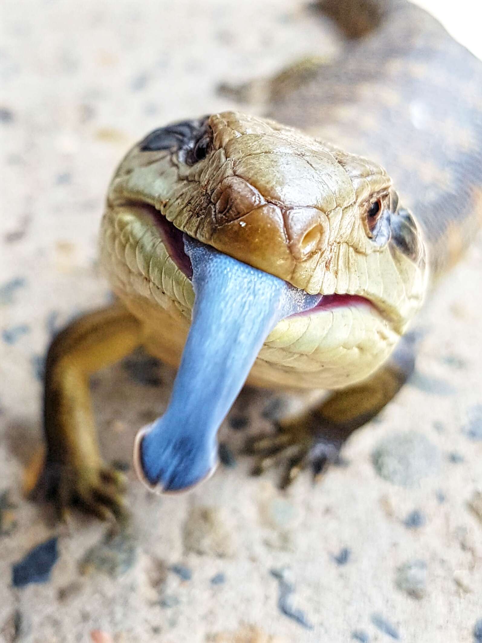 Image of eastern blue-tongued lizard