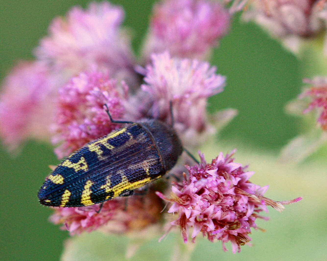 Image of Acmaeodera pulchella (Herbst 1801)