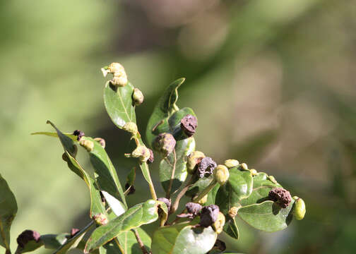 Image of Trioza magnoliae (Ashmead 1881)