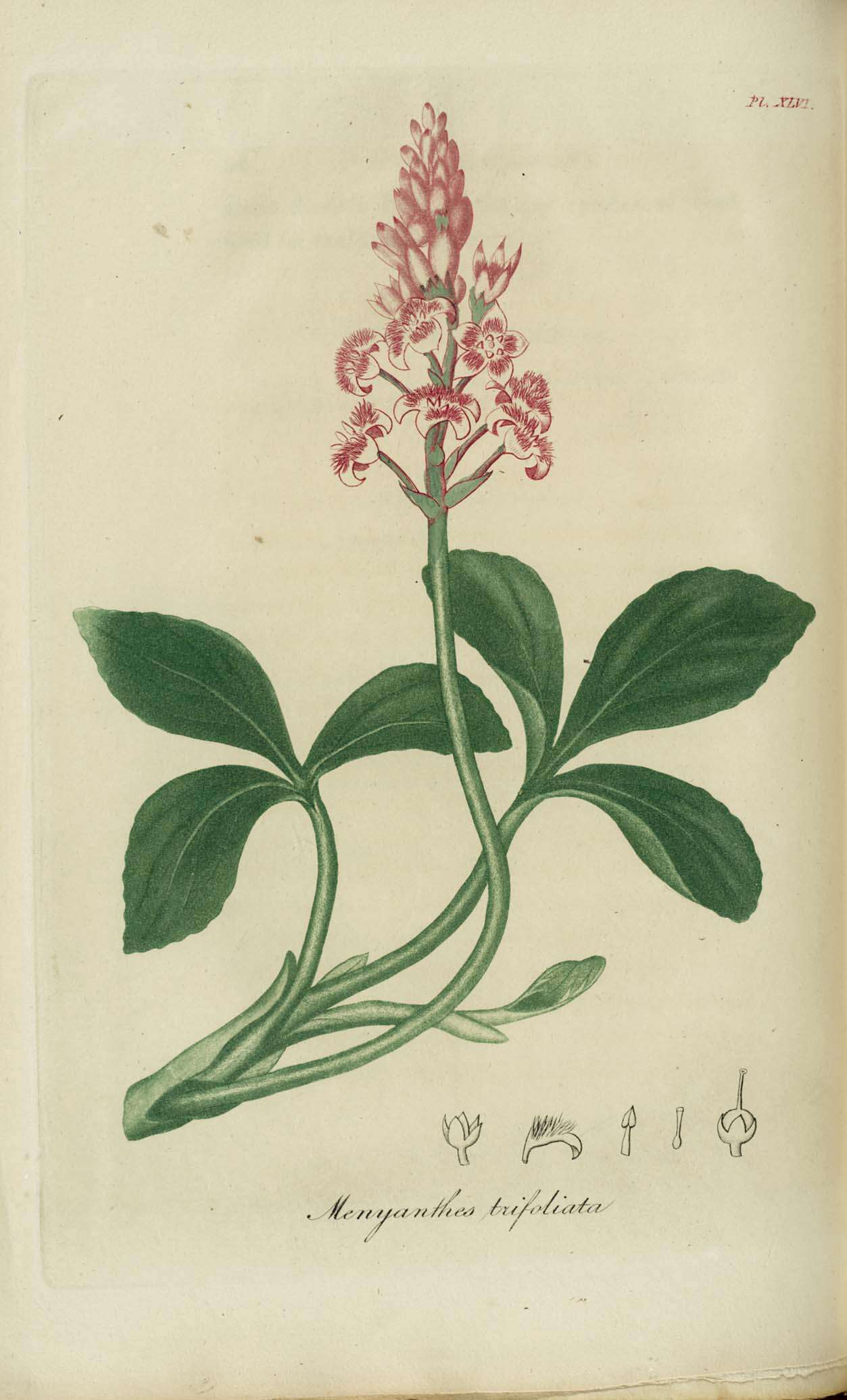 Image of bogbean