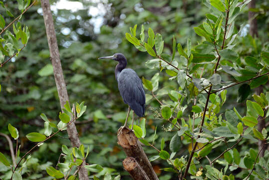 Image of Little Blue Heron