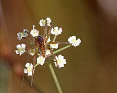 Plancia ëd Dolomedes triton (Walckenaer 1837)