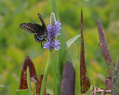 Image of Black Swallowtail