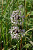 Image of Lady's leek