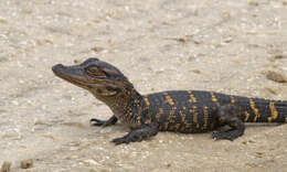 Imagem de Alligator mississippiensis (Daudin 1802)