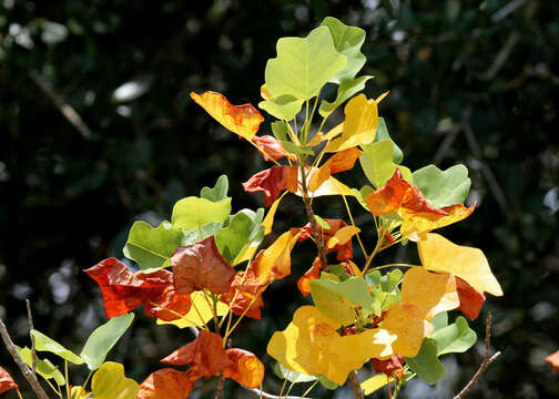 Image of Tulip tree