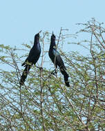 Image of Boat-tailed Grackle