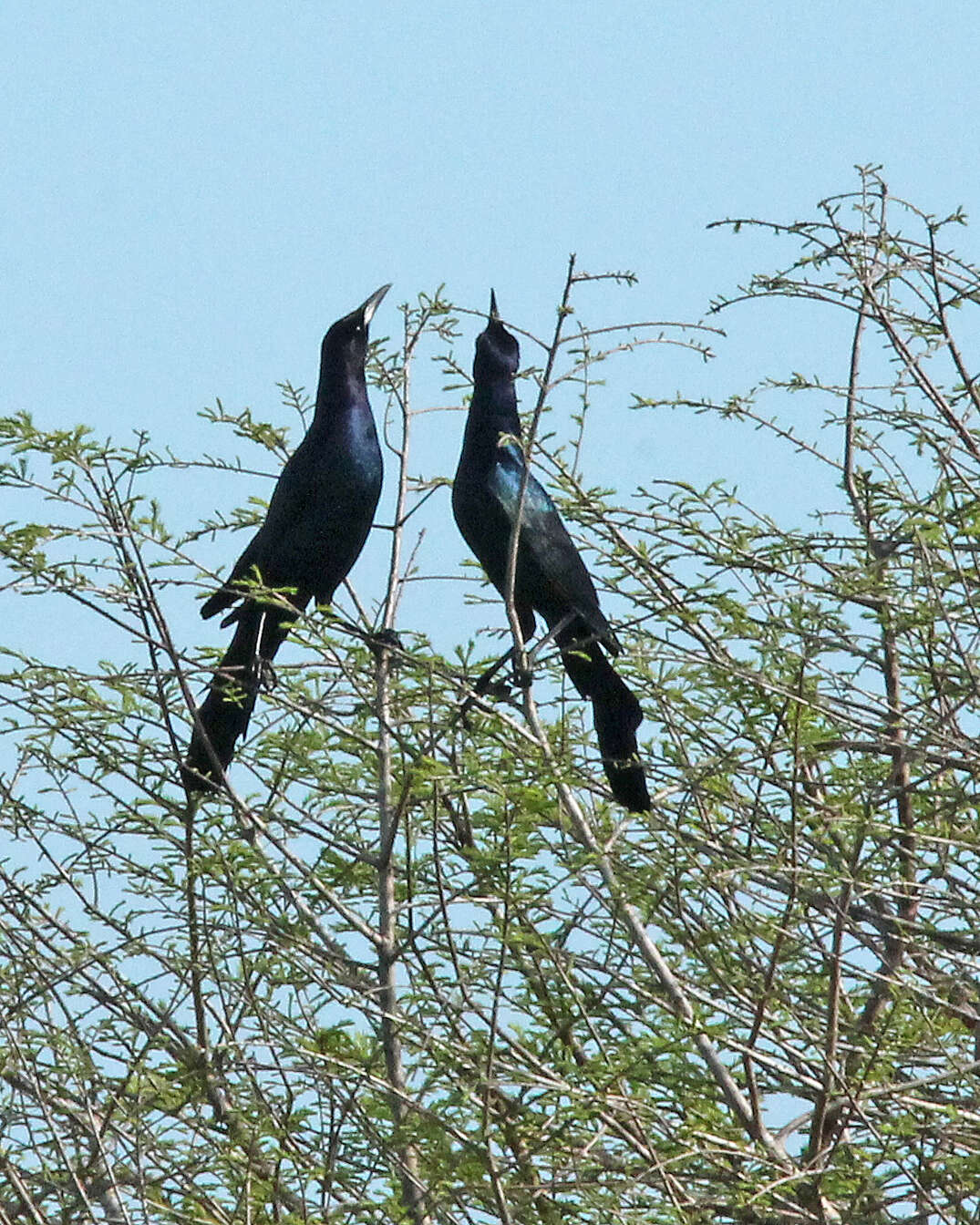 Image of Boat-tailed Grackle