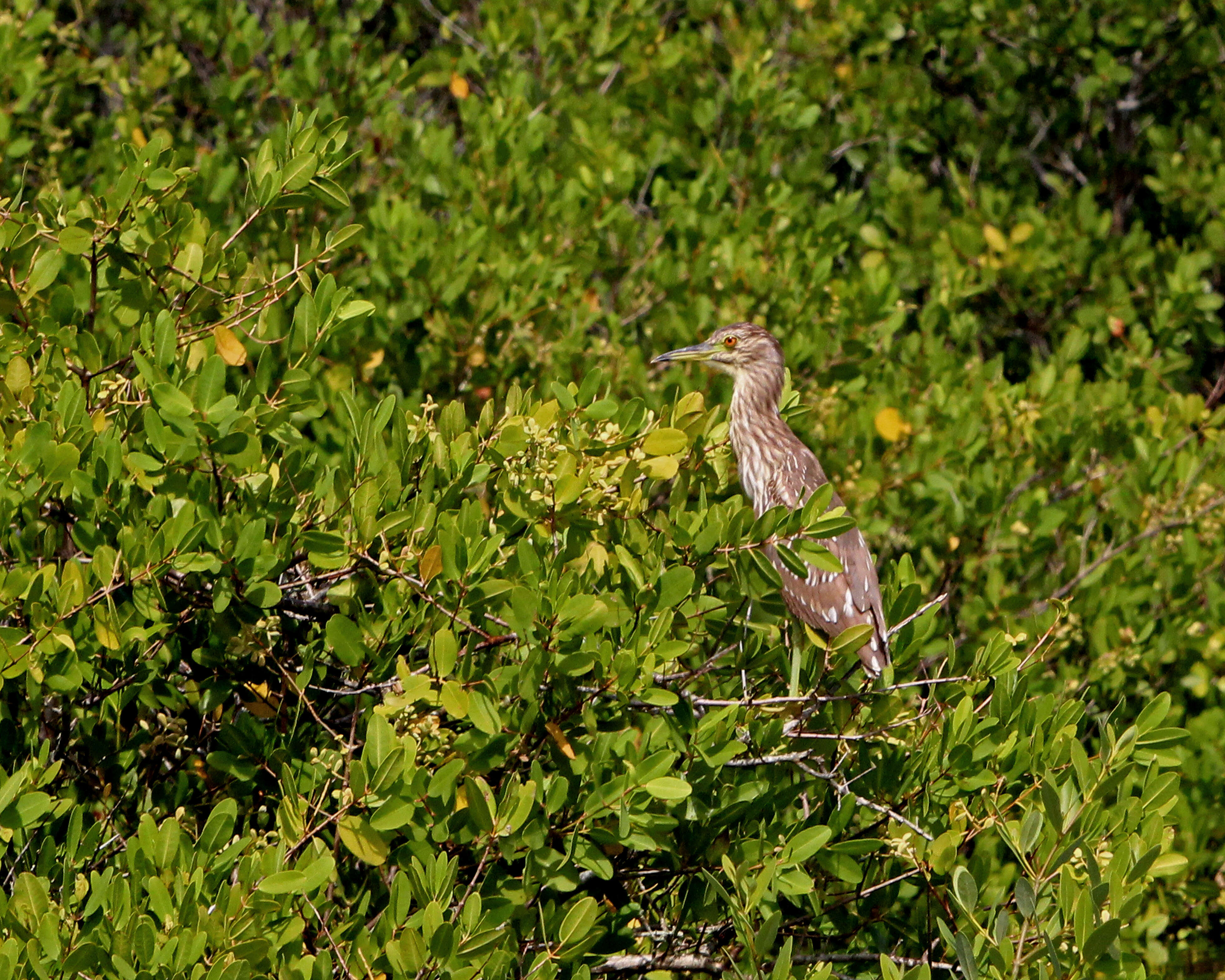 Image of Night Herons