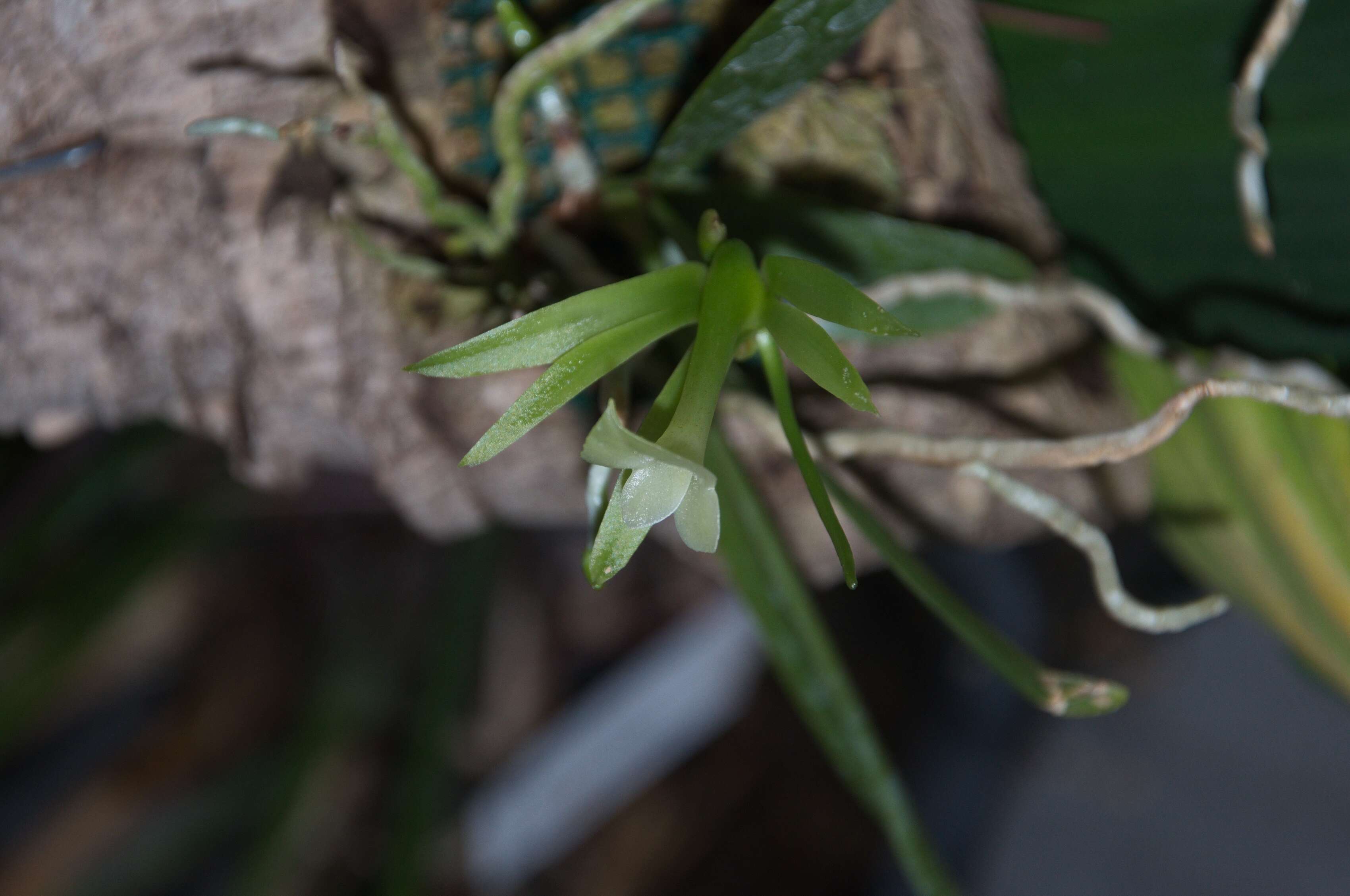 Ambrella resmi