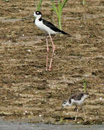 Image of Black-necked Stilt