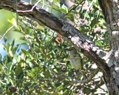 Image of White-eyed Vireo