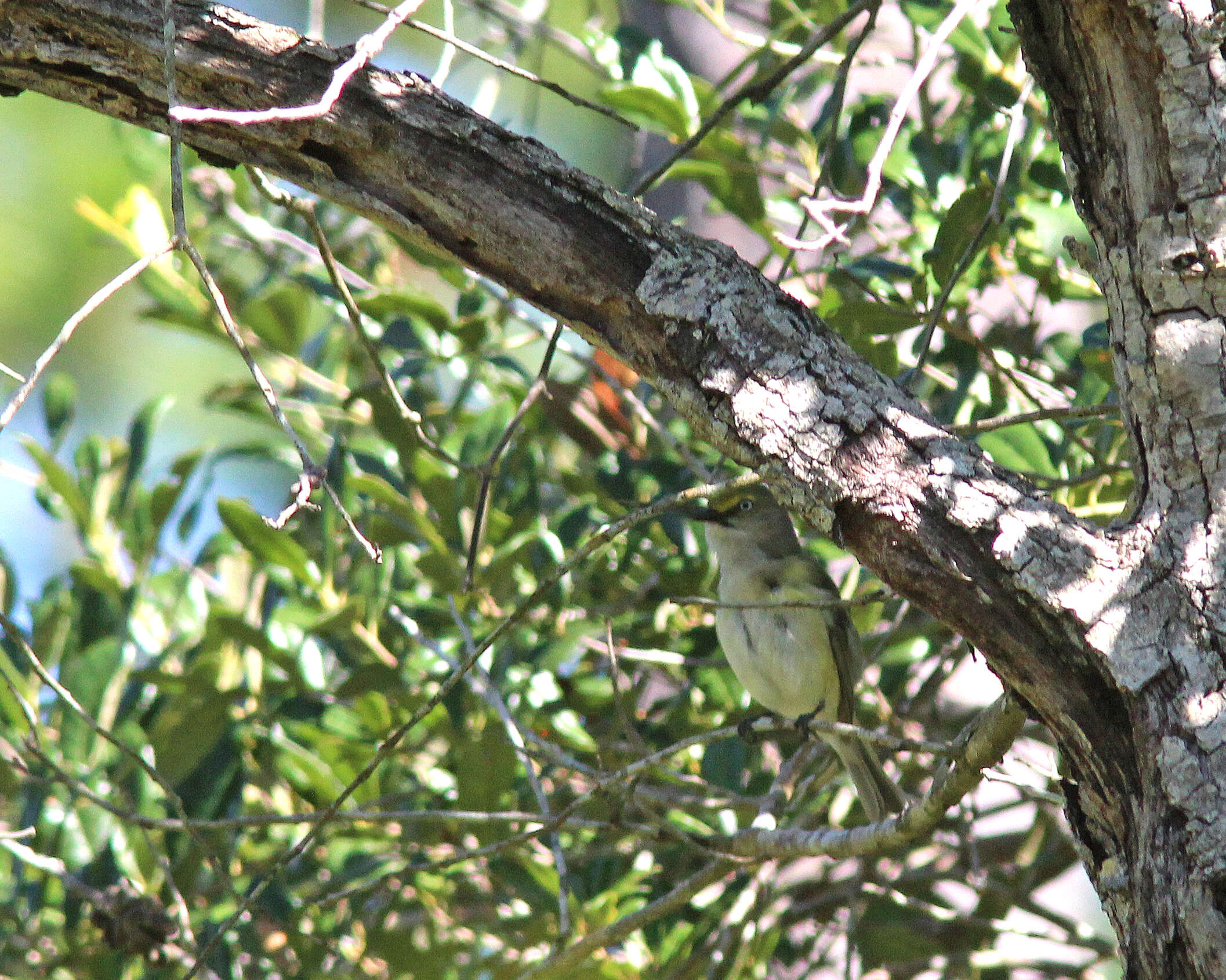 Image of White-eyed Vireo