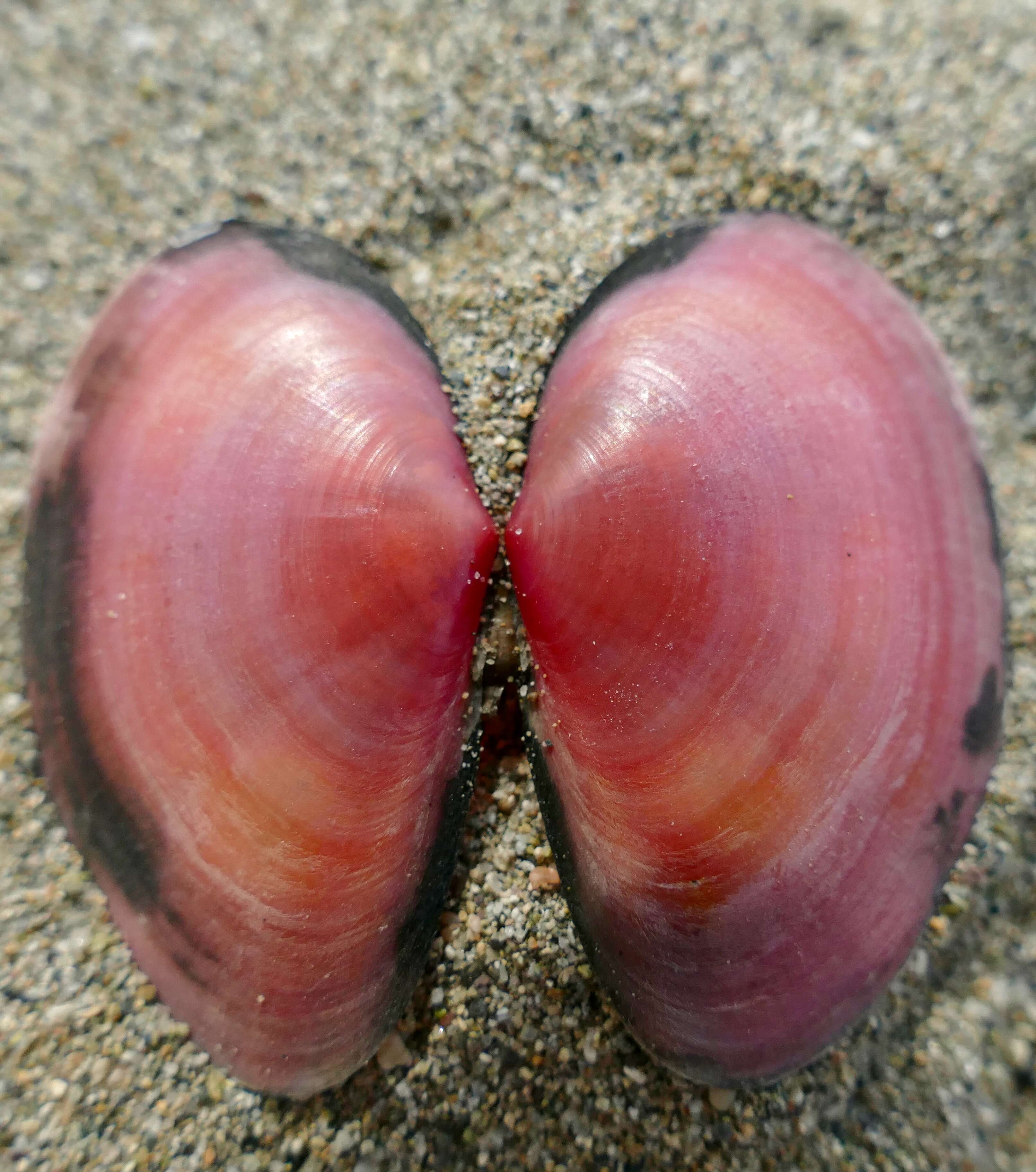 Image of Sanguinolaria tellinoides A. Adams 1850