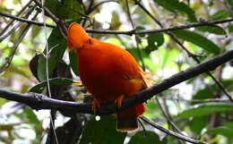 Image of Guianan Cock-of-the-rock