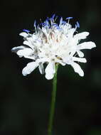 Cephalaria transsylvanica (L.) Schrad. ex Roem. & Schult. resmi