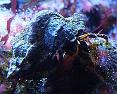 Image of Mediterranean intertidal hermit crab