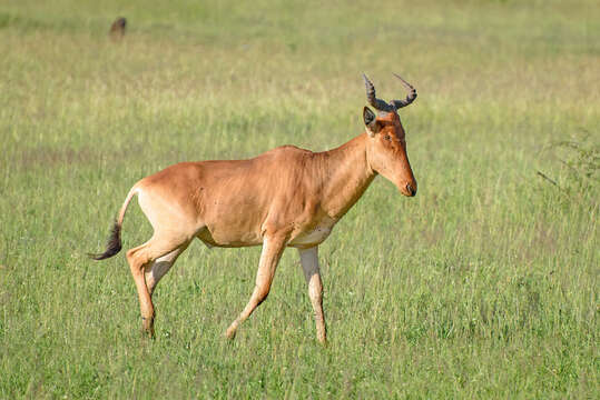 Image of Hartebeest