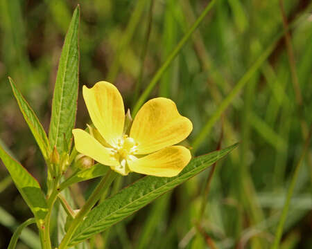 Image of Mexican primrose-willow