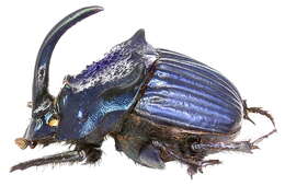 Слика од <i>Phanaeus amethystinus guatemalensis</i>