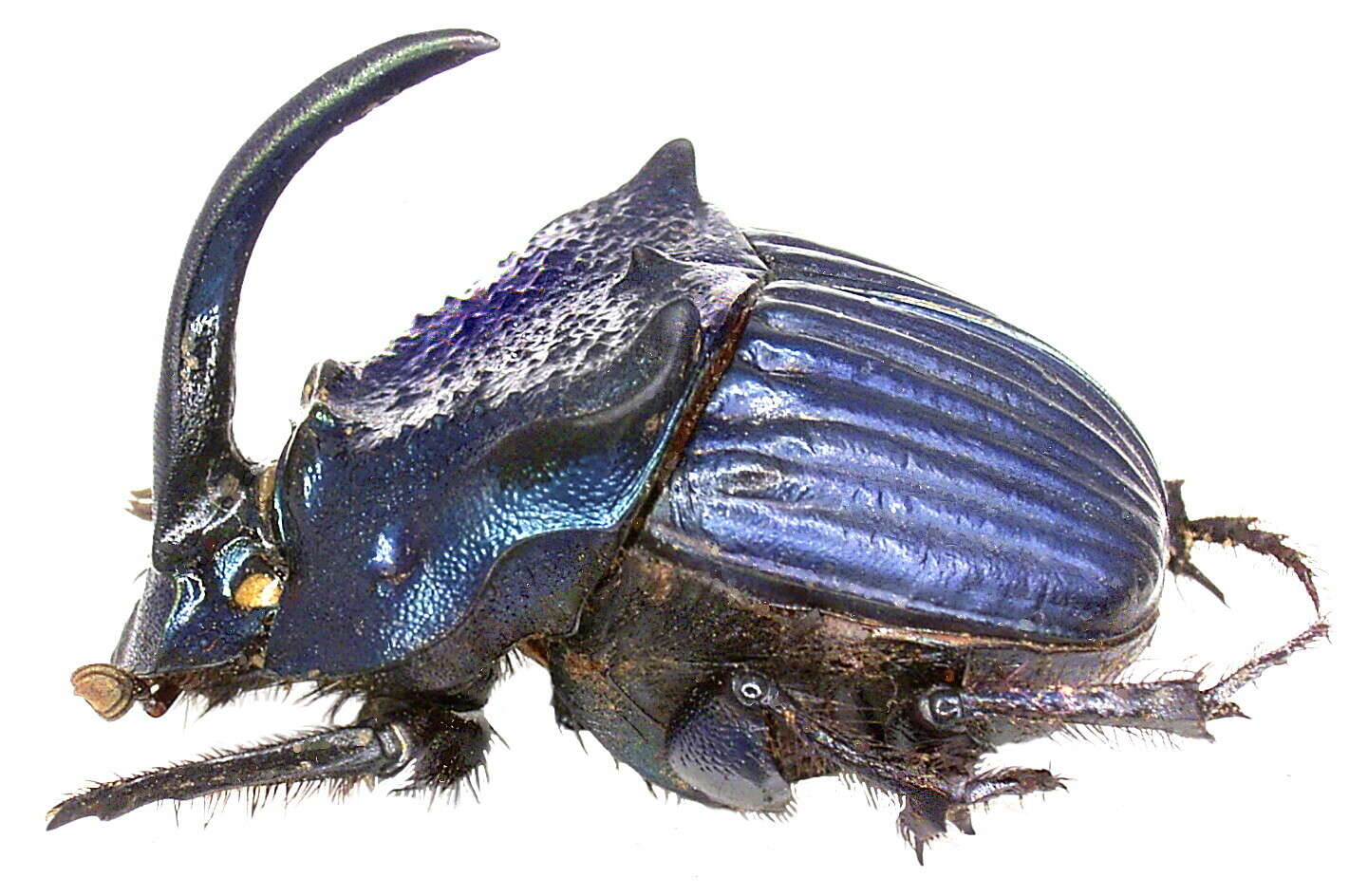 Слика од <i>Phanaeus amethystinus guatemalensis</i>