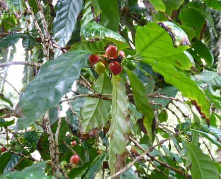 Image of Arabian coffee