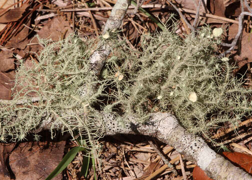 Image of Bushy beard lichen