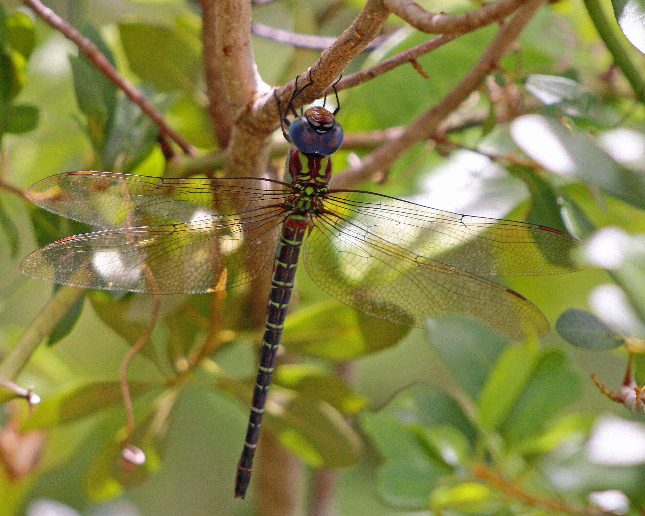 Image of Regal Darner