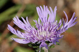 Image of Stokesia