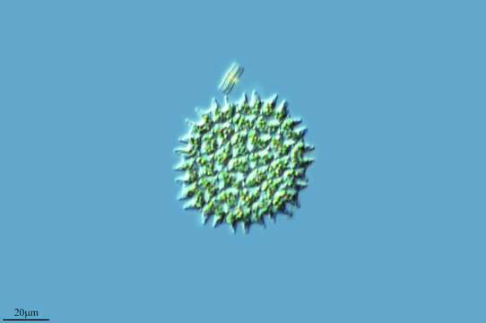 Image of Pediastrum angulosum