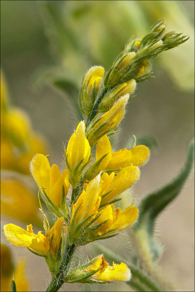 صورة Genista sylvestris subsp. dalmatica (Bartl.) H. Lindb.