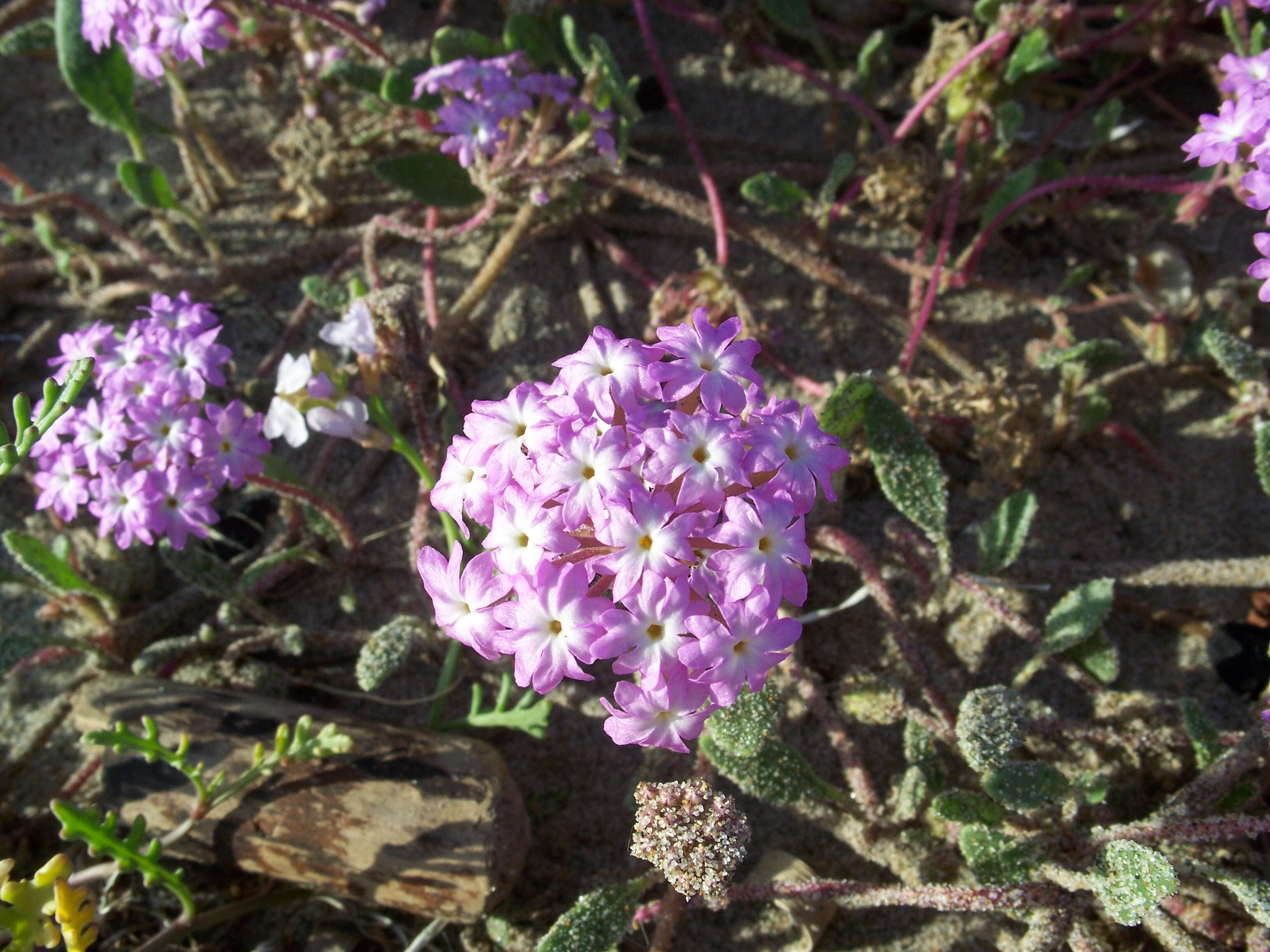 Image of desert sand verbena