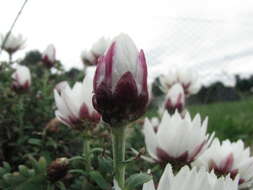 Imagem de Rhodanthe anthemoides (Spreng.) P. G. Wilson