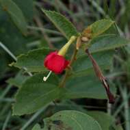 Image of Helicteres andersonii Cristóbal