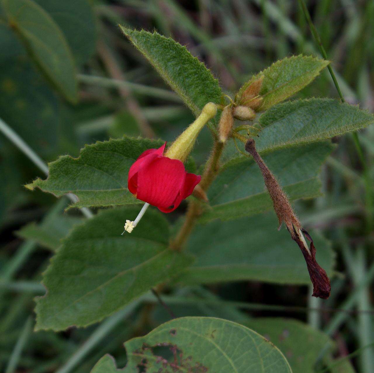 Image of Helicteres andersonii Cristóbal