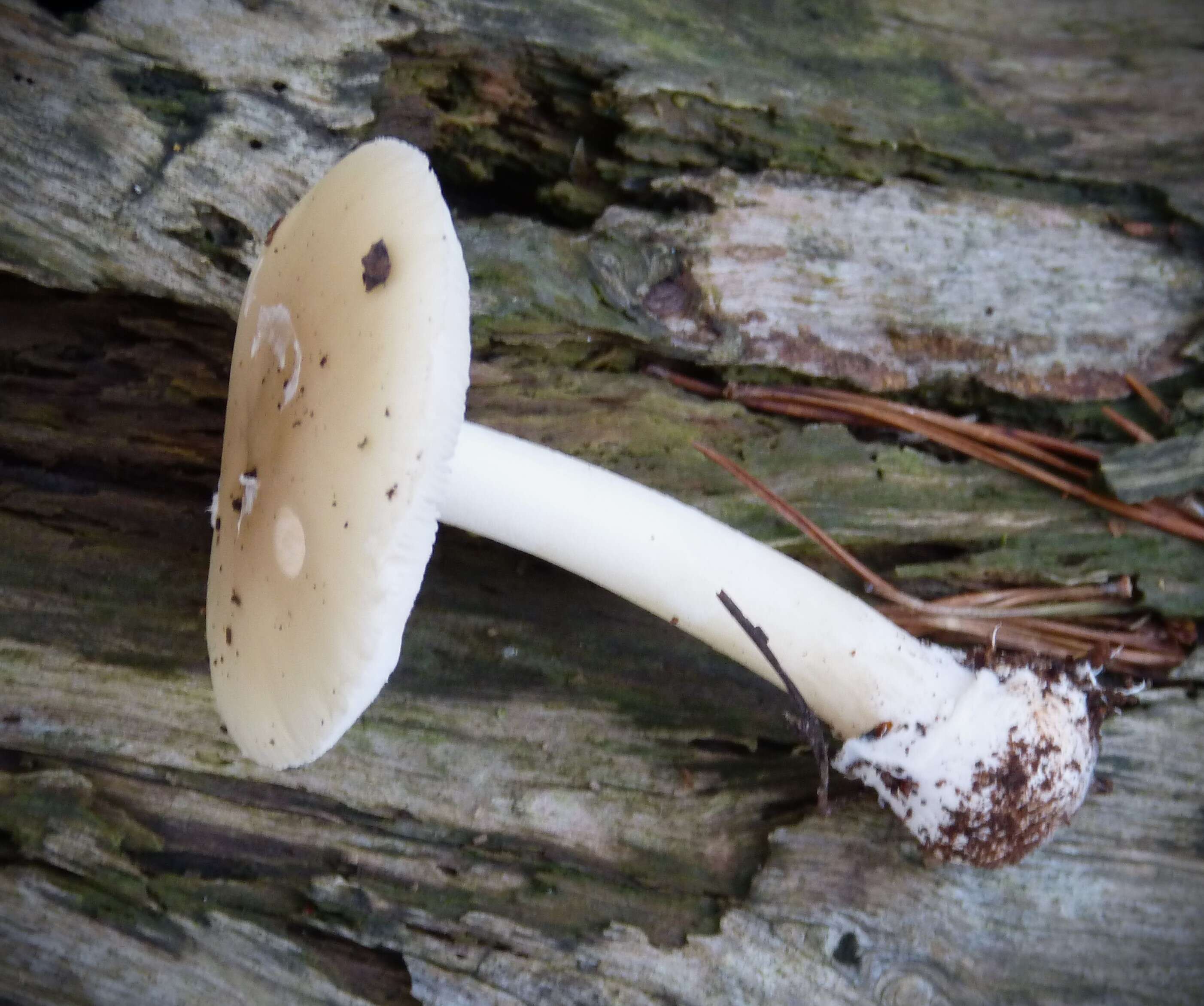 Image of gemmed Amanita