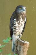 Image of Short-toed Eagle