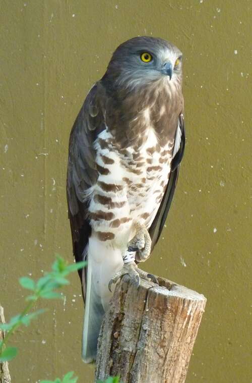 Image of Short-toed Eagle